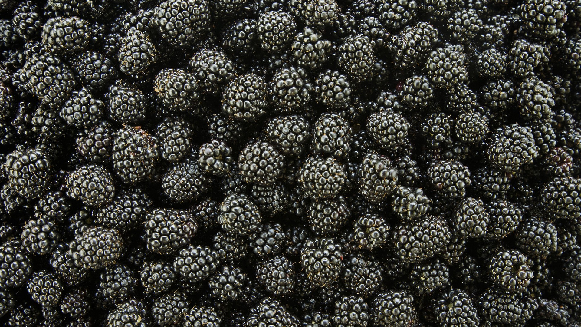 Food Blackberry HD Wallpaper | Background Image