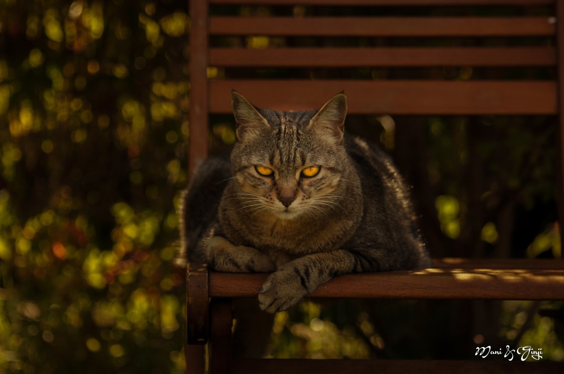 HD PC desktop wallpaper: animal — tabby cat lounging on a wooden bench with warm bokeh background.