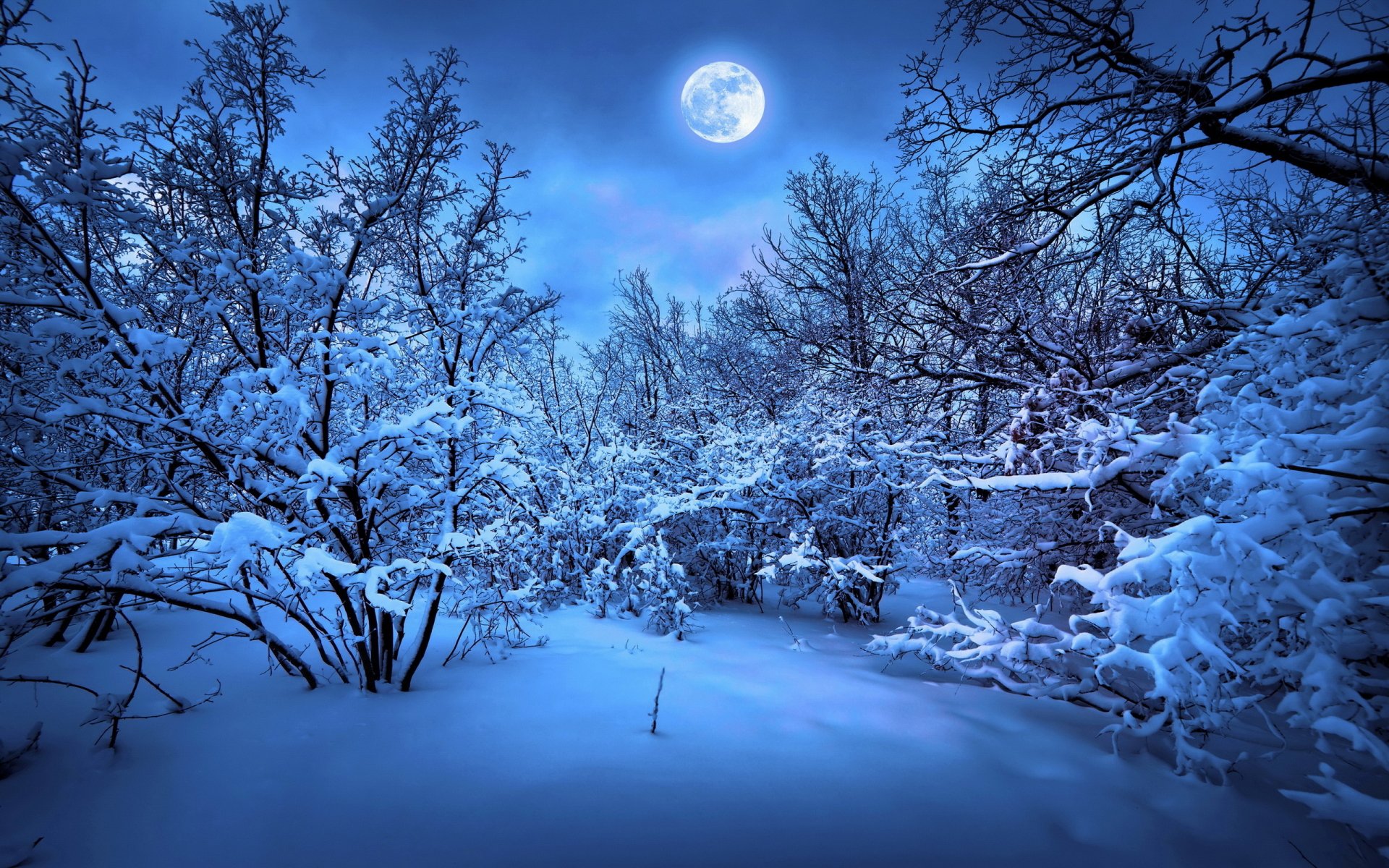 A serene winter landscape illuminated by a bright moon, showcasing snow-covered trees and a tranquil, magical atmosphere. This HD wallpaper captures the beauty of nature.