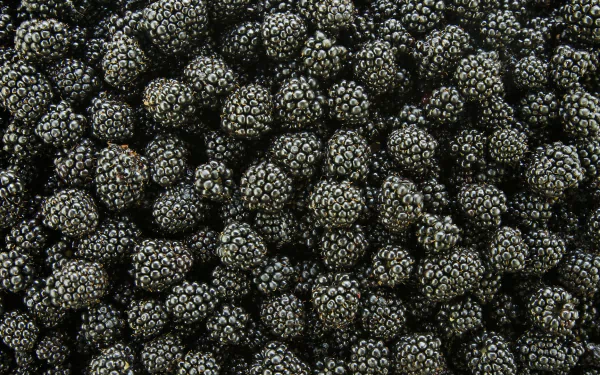 food blackberry HD Desktop Wallpaper | Background Image