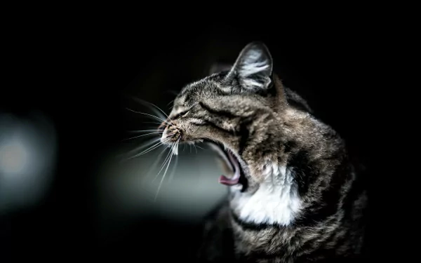 A funny cat with prominent whiskers yawns, captured in high definition against a dark background, making for an amusing and engaging desktop wallpaper.