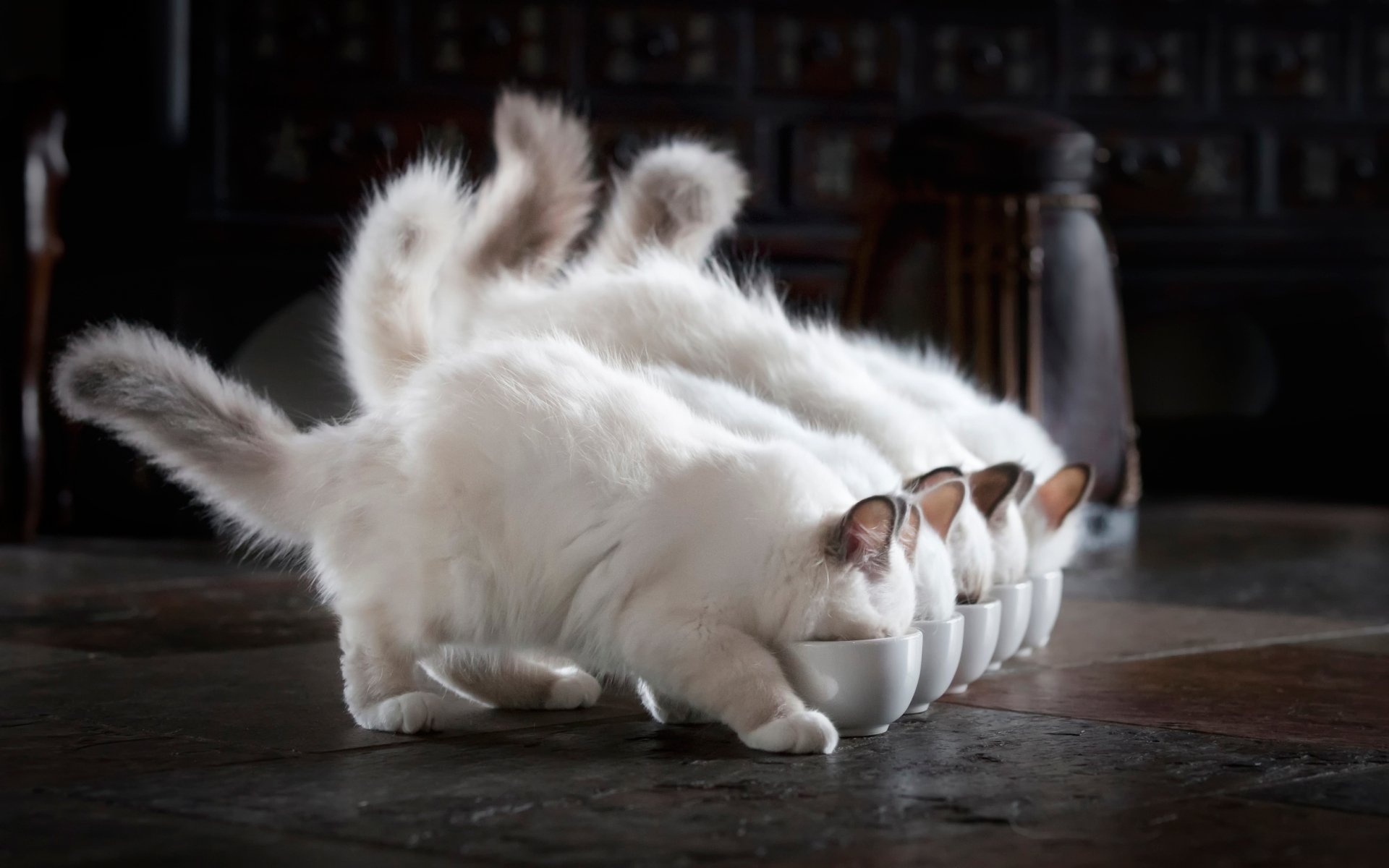 A charming HD wallpaper featuring playful white cats curiously exploring bowls, with their fluffy tails and adorable antics creating a delightful scene.