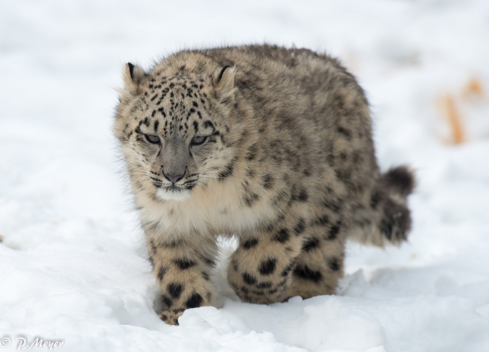 Snow Leopard HD Wallpaper