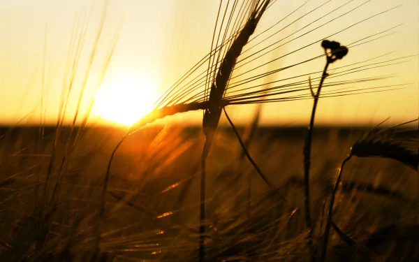 nature wheat HD Desktop Wallpaper | Background Image