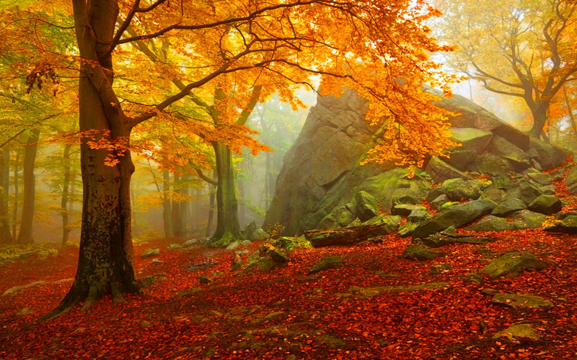 Natural fall. Осенний лес. Лес осенью. Осень в лесу. Красивая осень.
