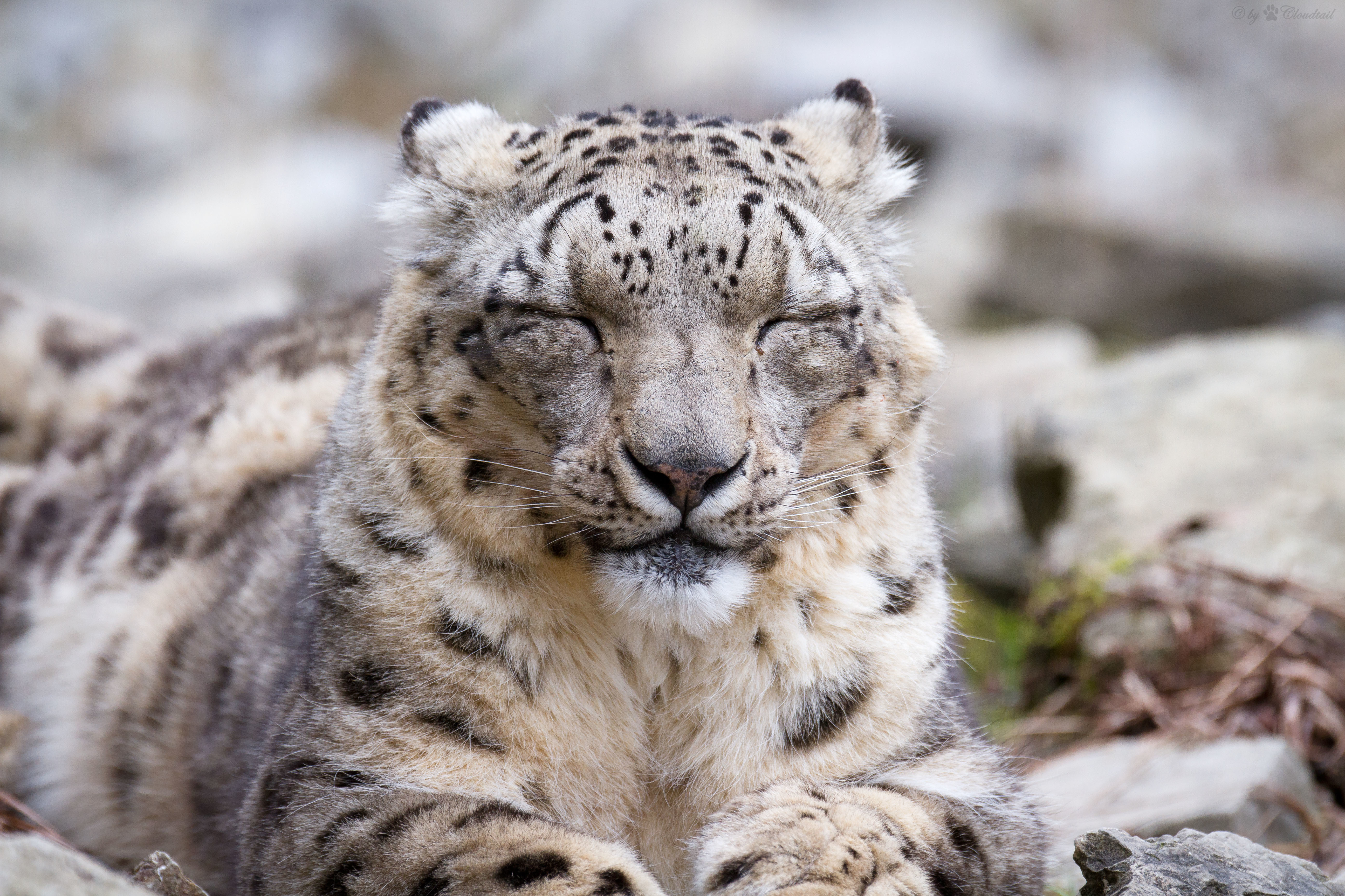 Download Animal Snow Leopard 4k Ultra HD Wallpaper