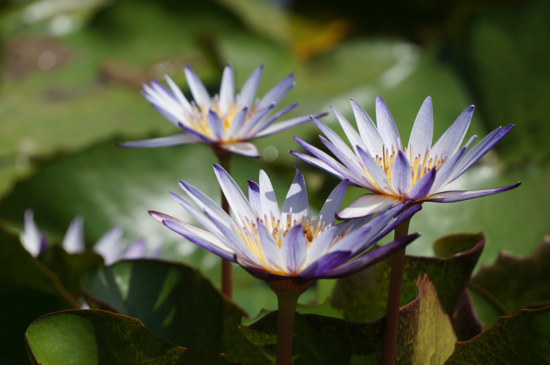 Download Nature Lotus HD Wallpaper