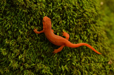 Animal gecko HD Desktop Wallpaper | Background Image