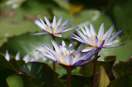 nature lotus HD Desktop Wallpaper | Background Image