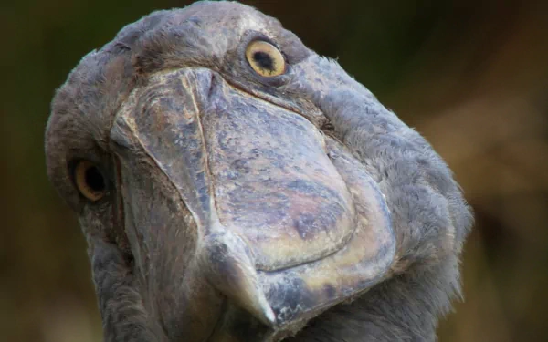 Animal Shoebill HD Desktop Wallpaper | Background Image
