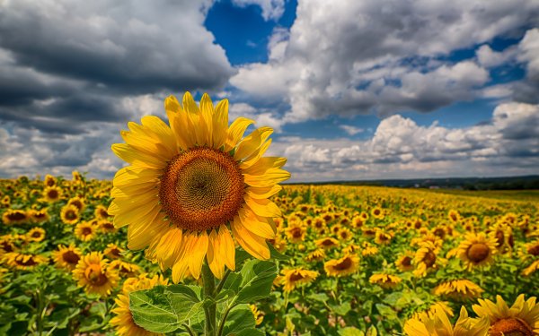 Nature Sunflower Flowers Field Cloud HD Wallpaper | Background Image