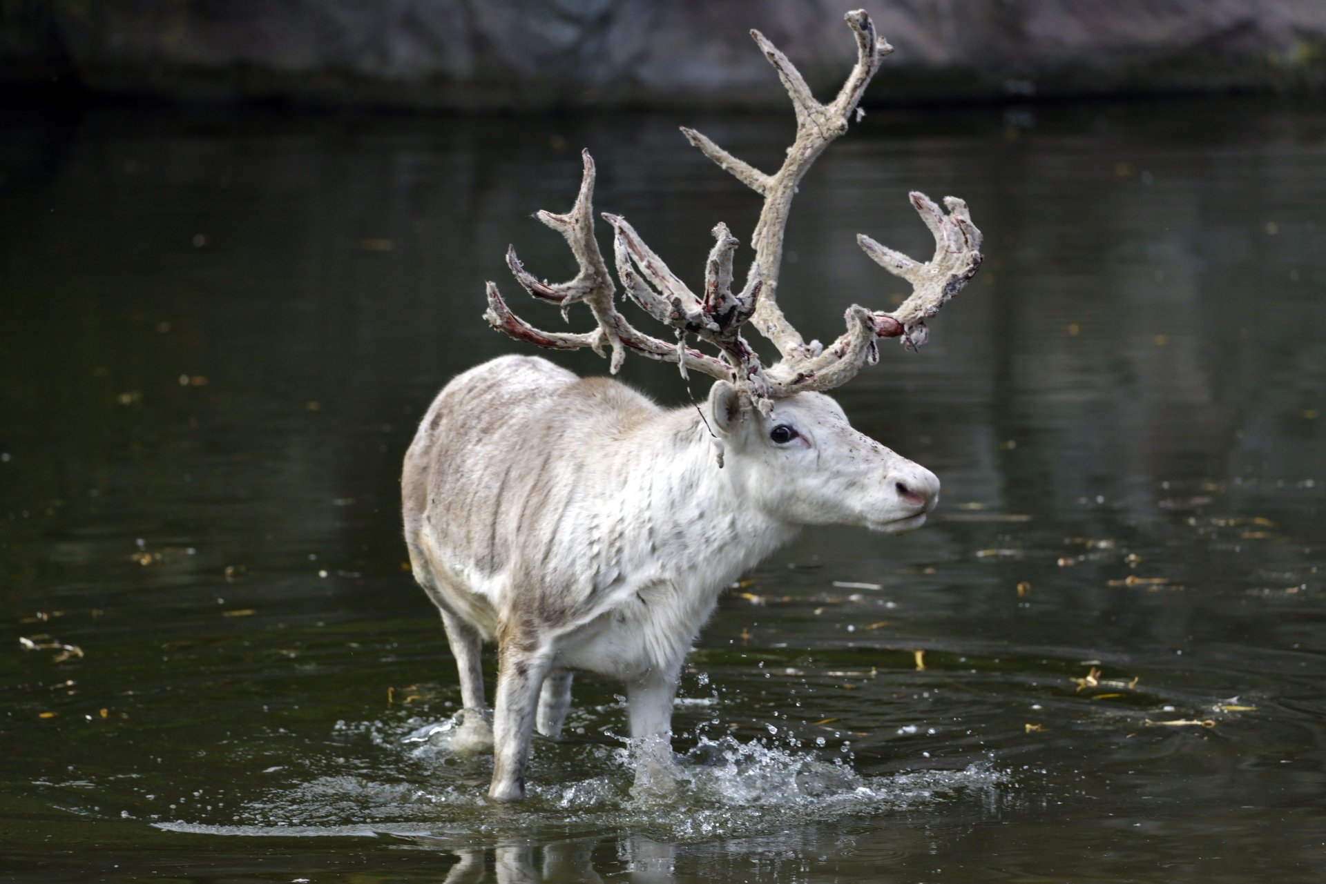 Download Animal Deer 4k Ultra HD Wallpaper