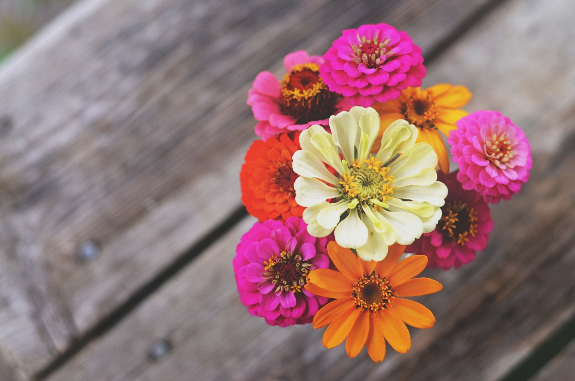 Download Nature Flower 4k Ultra HD Wallpaper | 4928x3264 | Wallpaper Abyss