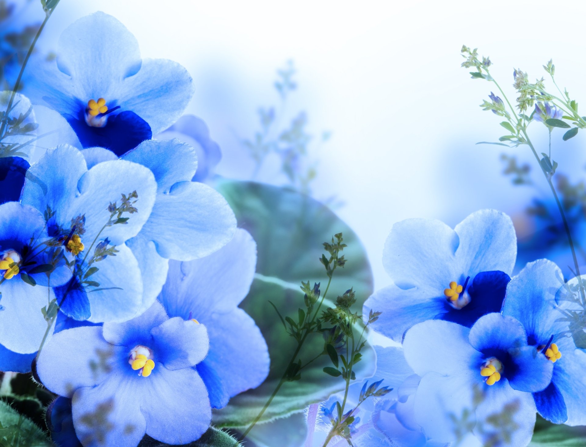 A 4K Ultra HD PC desktop wallpaper featuring delicate blue flowers in a soft, natural setting with subtle greenery and a serene background.