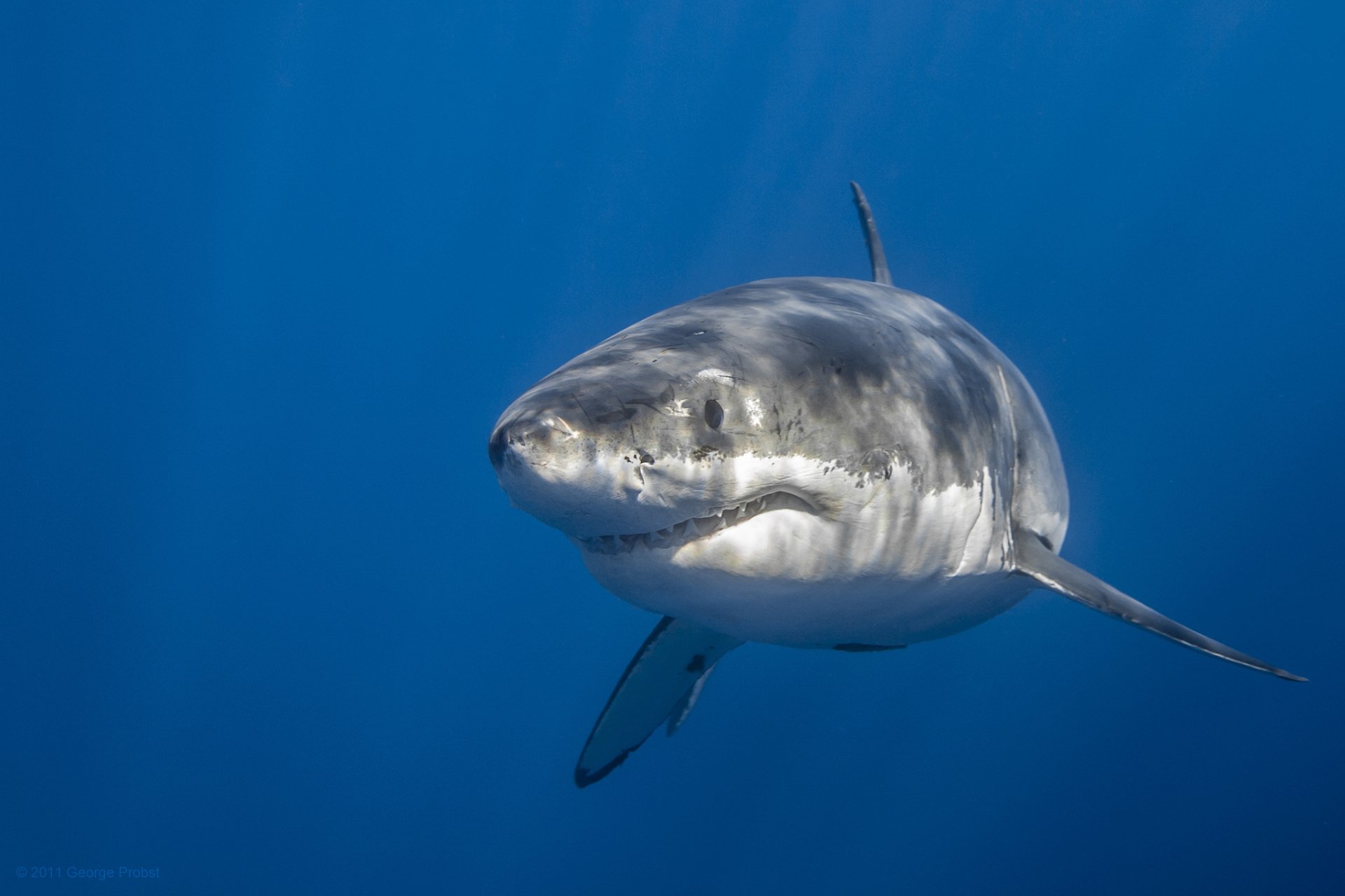 大白鲨图片大全-大白鲨高清图片下载-觅知网