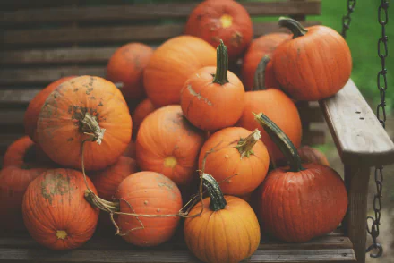 food pumpkin HD Desktop Wallpaper | Background Image