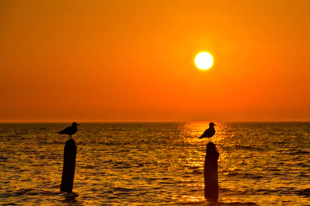 Animal seagull HD Desktop Wallpaper | Background Image