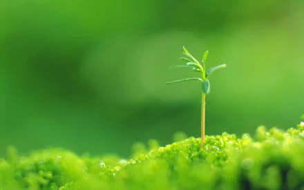HD desktop wallpaper featuring a close-up of a small green plant sprouting from lush moss against a soft green nature background.