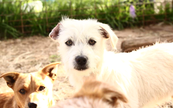 Close-up of a white puppy with dark eyes, other dogs blurred behind on sunlit ground — 4K Ultra HD PC desktop wallpaper (animal, puppy).