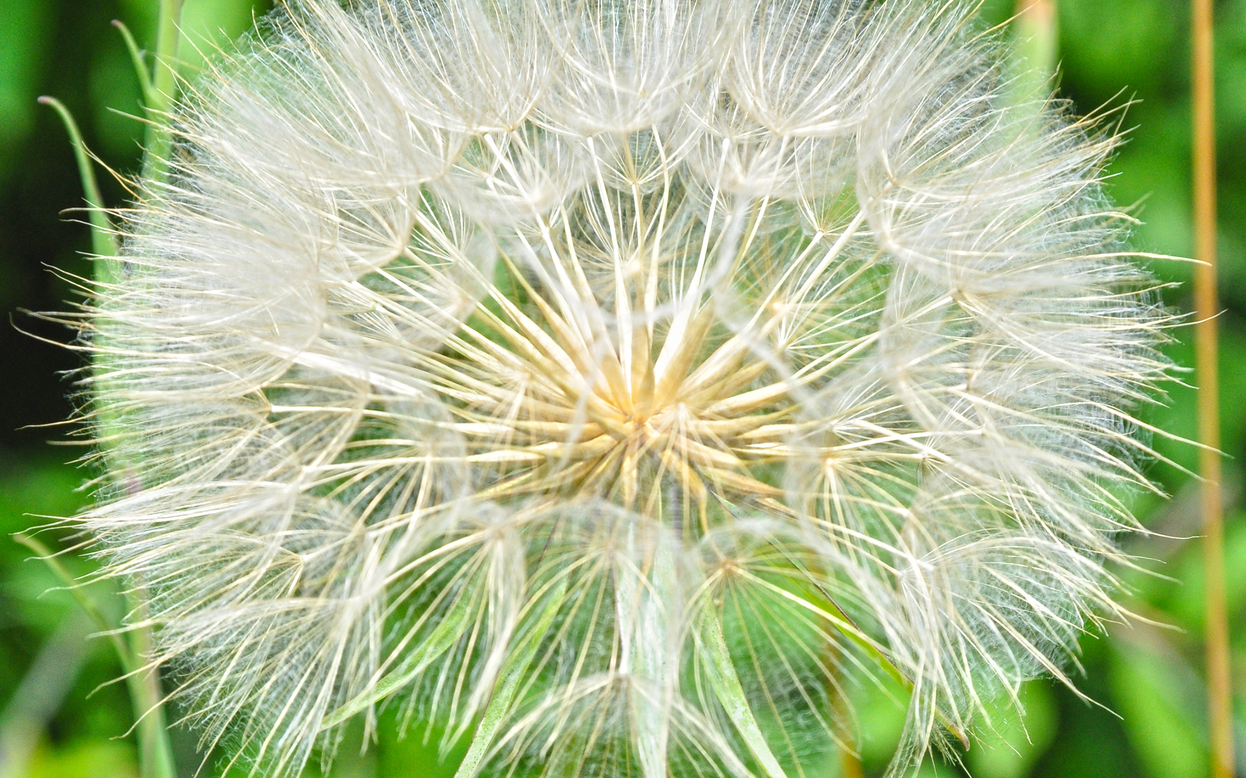 Dandelion HD Wallpaper