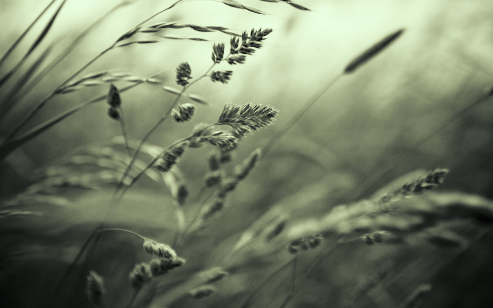 Download Nature Grass HD Wallpaper