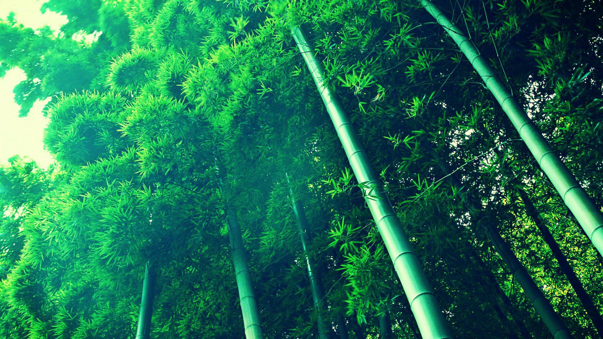 Bambu HD Duvar kağıdı | Arka plan | 1920x1080 | ID:574188 - Wallpaper Abyss