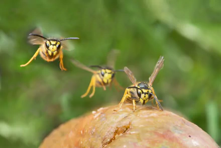 Animal wasp HD Desktop Wallpaper | Background Image