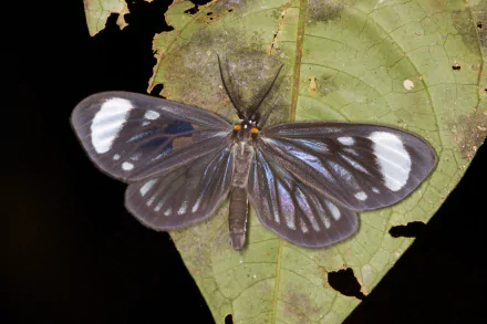 Animal moth HD Desktop Wallpaper | Background Image