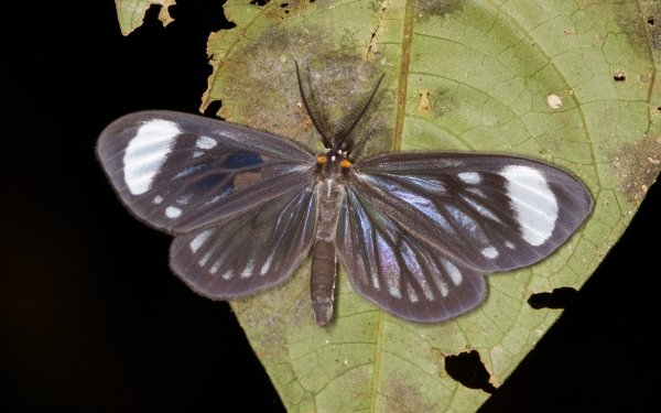 Animal Moth HD Wallpaper | Background Image