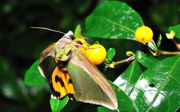 Animal Insect HD Wallpaper | Background Image