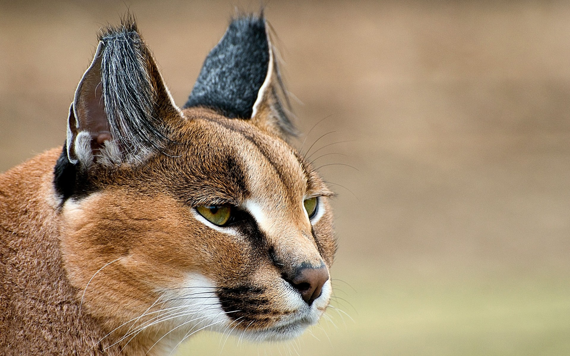 Animal Caracal HD Wallpaper | Background Image
