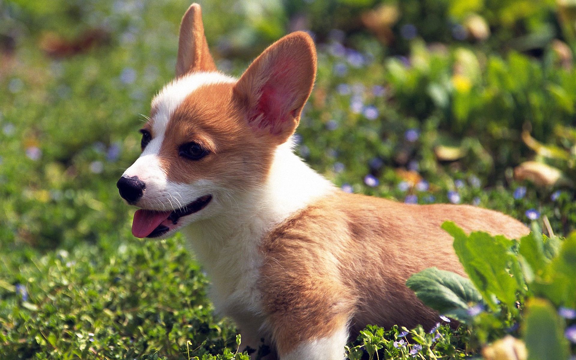 140+ Corgi HD Wallpapers and Backgrounds