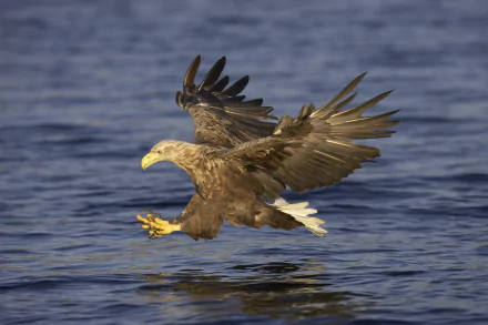 Animal white-tailed eagle HD Desktop Wallpaper | Background Image