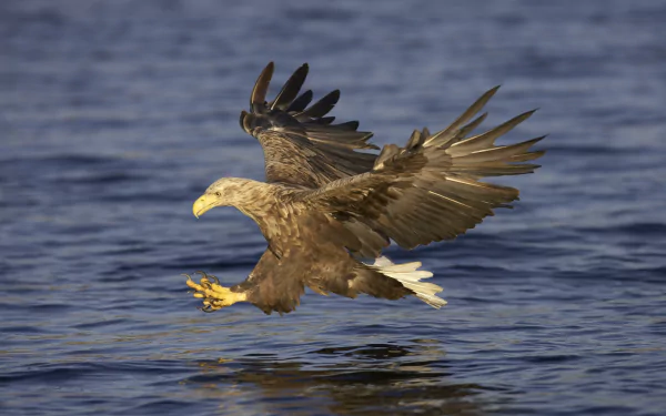 Animal white-tailed eagle HD Desktop Wallpaper | Background Image