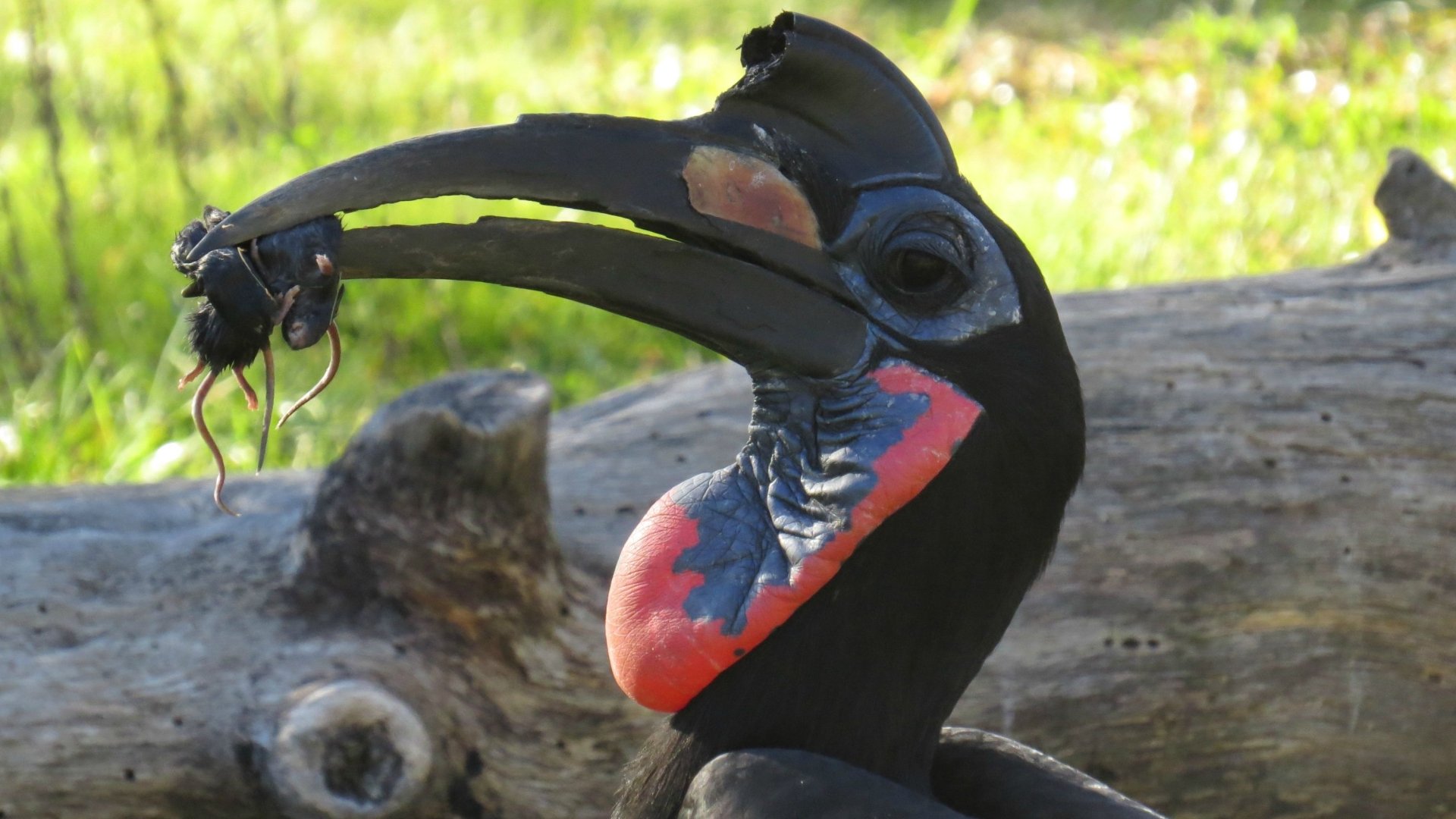 Download Animal Hornbill HD Wallpaper