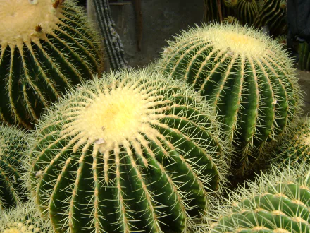 nature cactus HD Desktop Wallpaper | Background Image