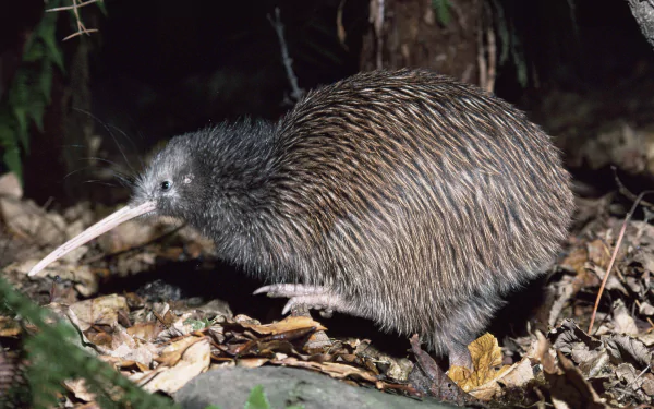 5K Ultra HD PC desktop wallpaper of a brown kiwi bird foraging among leaf litter in a dim forest, highlighting its long beak and textured feathers.