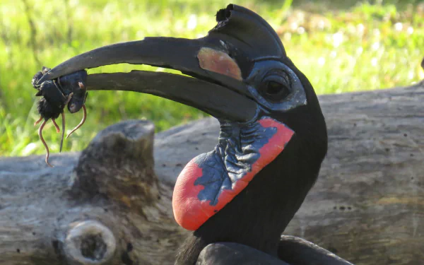  Ground Hornbill