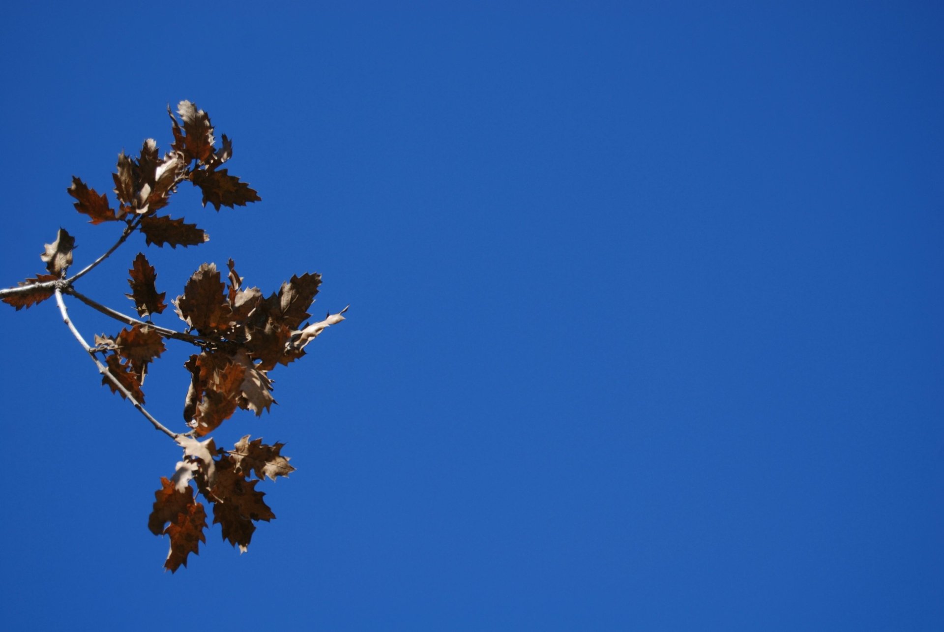 Download Nature Leaf HD Wallpaper