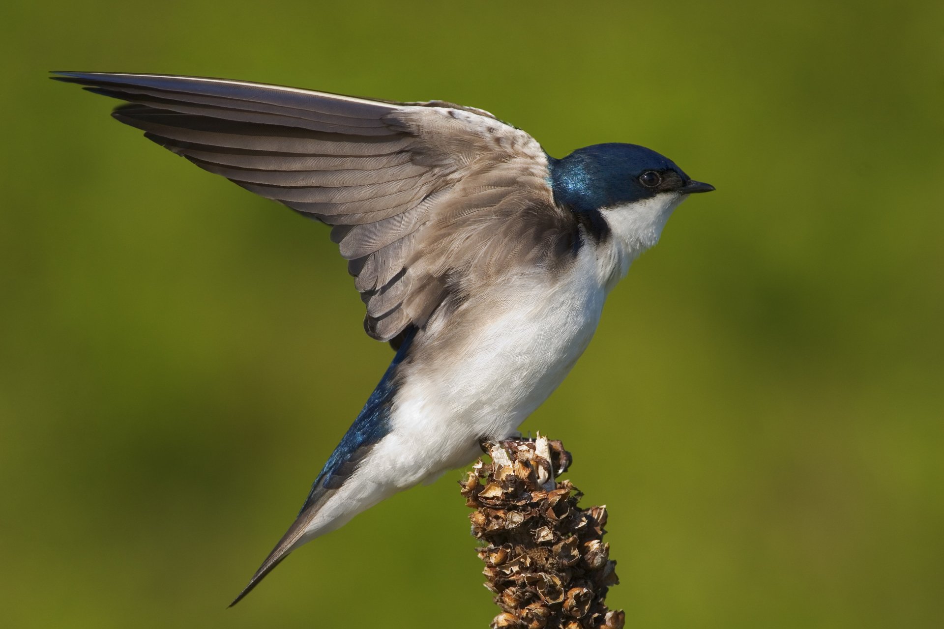 HD desktop wallpaper of a swallow with wings spread, perched on a cone against a blurred green background, capturing the essence of spring.