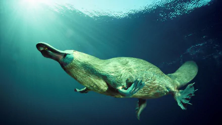 Animal platypus HD Desktop Wallpaper | Background Image