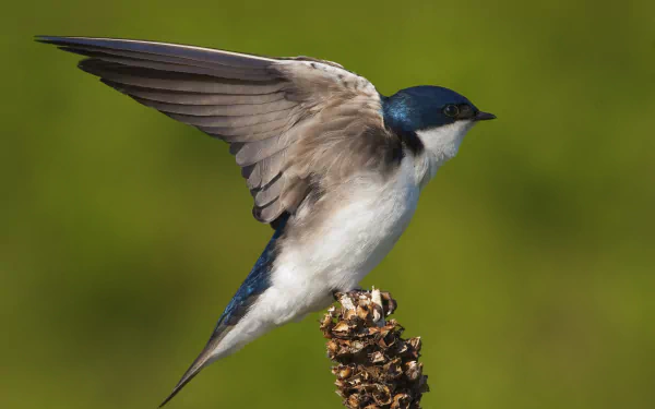 HD desktop wallpaper of a swallow with wings spread, perched on a cone against a blurred green background, capturing the essence of spring.