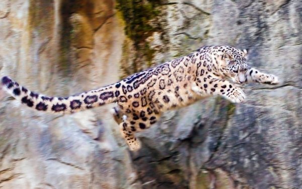 Animal Snow Leopard Cats HD Wallpaper | Background Image