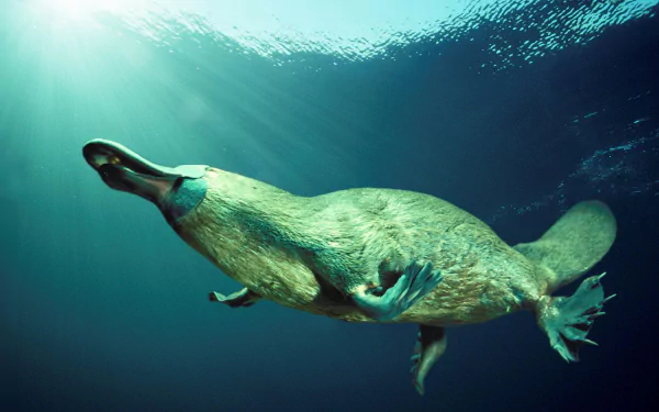 Animal platypus HD Desktop Wallpaper | Background Image