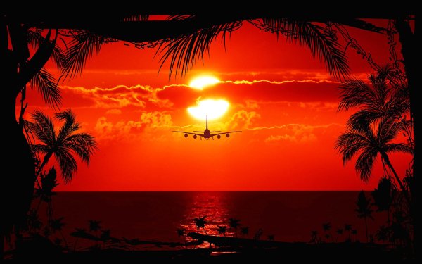 Nature Sunset Airplane Palm Tree Cloud Flight Evening HD Wallpaper | Background Image