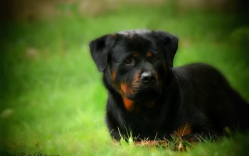 55 Rottweiler Hd Wallpapers Background Images Wallpaper Abyss