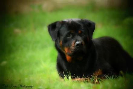 HD desktop wallpaper featuring a Rottweiler lying on a green lawn, showcasing its attentive and calm demeanor. The vibrant green background contrasts with the dog's dark fur.