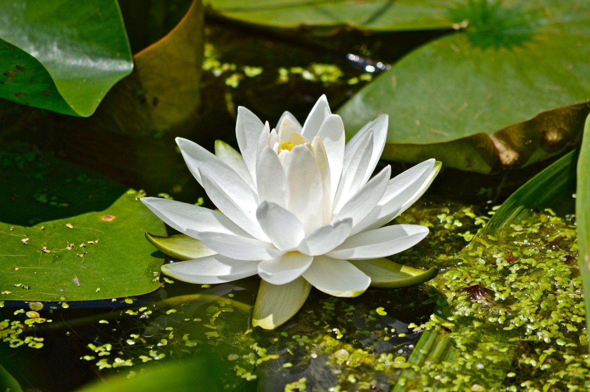 Macro shot of a white water lily with delicate petals surrounded by green leaves and aquatic plants, captured in high definition for a nature-themed PC desktop background.