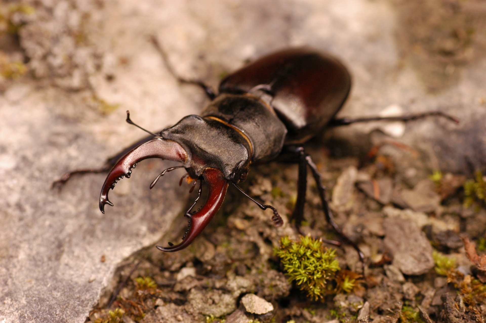 Download Animal Stag Beetle HD Wallpaper