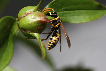 Animal wasp HD Desktop Wallpaper | Background Image